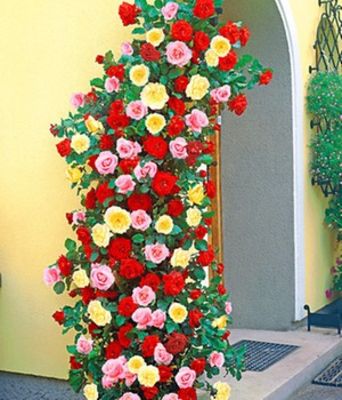 Kletterrosen-Trio von BALDUR-Garten auf blumen.de