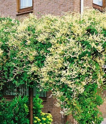 Knöterich von BALDUR-Garten auf blumen.de