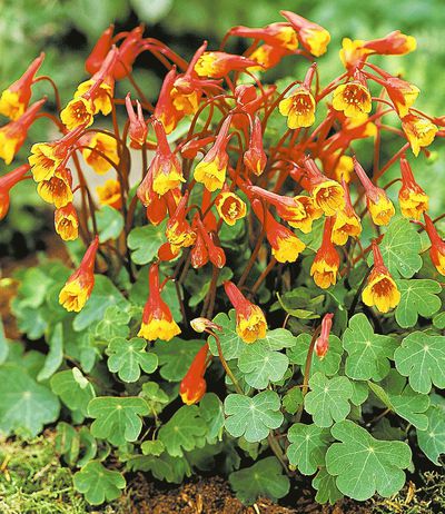 Knollige Kapuzinerkresse,1 Knolle von BALDUR-Garten auf blumen.de