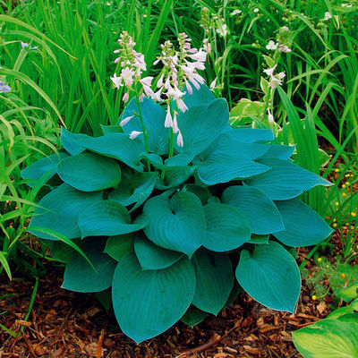 Königs-Funkie Moody Blues von Gärtner Pötschke auf blumen.de