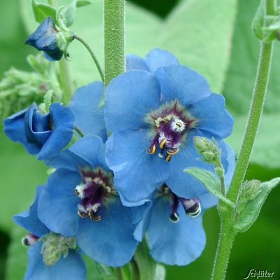 Königskerze ´Blue Lagoon´ von Garten Schlüter auf blumen.de