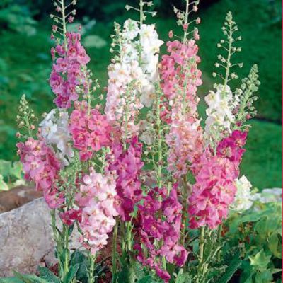 Königskerze (bunte Mischung) von GartenXXL auf blumen.de