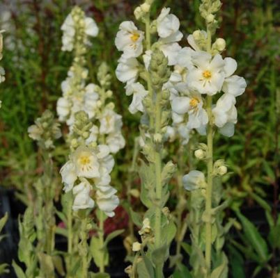 Königskerze Spica von Nr-01 Pflanzenversand auf blumen.de