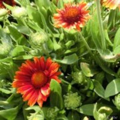 Kokardenblume ´Arizona Red Shades´ von Garten Schlüter auf blumen.de