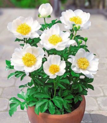 Kompakte Päonien Dublin, Pfingstrose von GartenXXL auf blumen.de