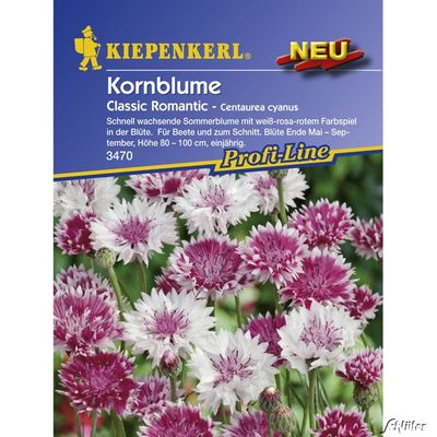 Kornblume ´Classic Romantic´ von Garten Schlüter auf blumen.de