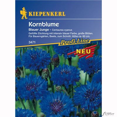 Kornblumen ´Blauer Junge´ von Garten Schlüter auf blumen.de