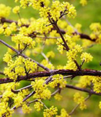 Kornelkirsche,  (Cornus mas) von BALDUR-Garten auf blumen.de