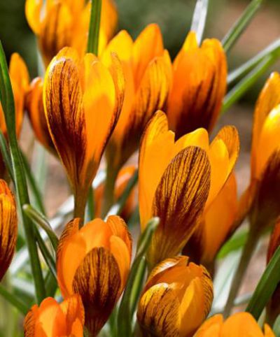 Krokus ’Orange Monarch’® von Bakker auf blumen.de