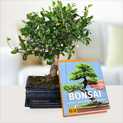 Kugel-Bonsai Carmona  von Blume2000.de auf blumen.de