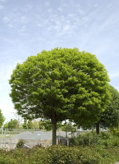 Kugelakazie / Kugelrobinie von TERRA - Pflanzenhandel auf blumen.de