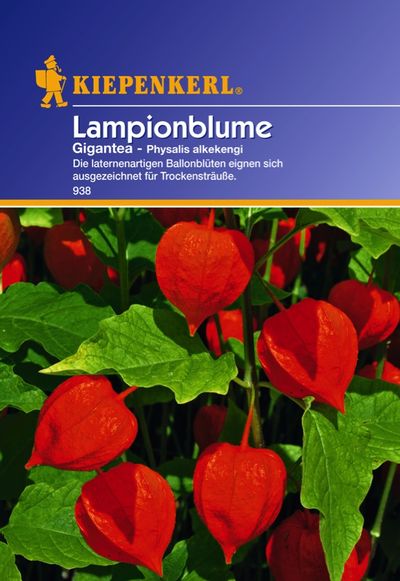 Lampionblume ´Physalis Gigantea´ von TOM-GARTEN auf blumen.de