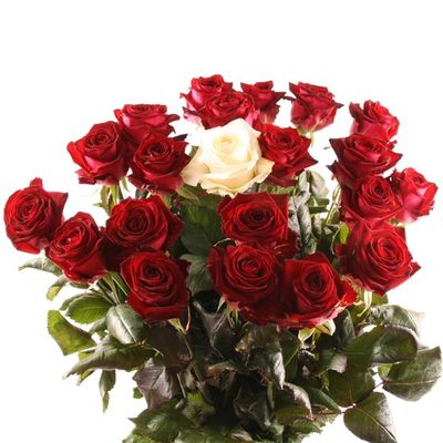 Langstielige Rosen mit Rabatt von Blumenfee auf blumen.de