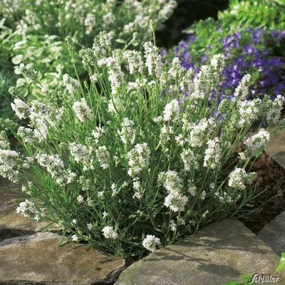 Lavendel ´Aromatica Silver´ von Garten Schlüter auf blumen.de