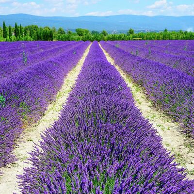Lavendel Der Klassiker von Gärtner Pötschke auf blumen.de