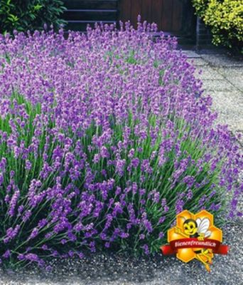 Lavendel-Hecke  von BALDUR-Garten auf blumen.de
