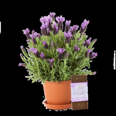 Lavendel im Übertopf in Terrakotta-Optik  von Blume2000.de auf blumen.de