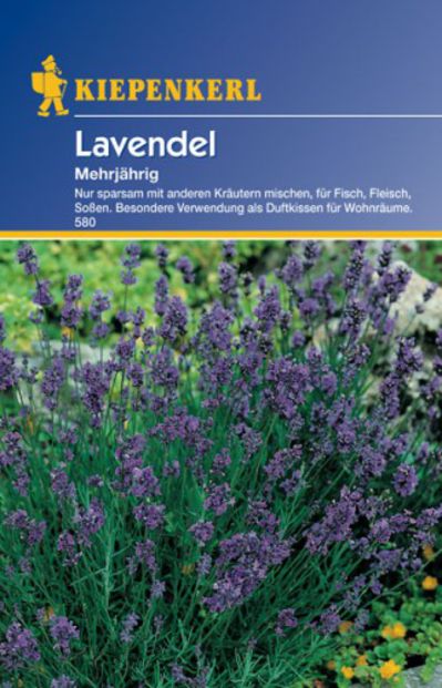 Lavendel, Lavendula angustifolia von Olerum.de auf blumen.de