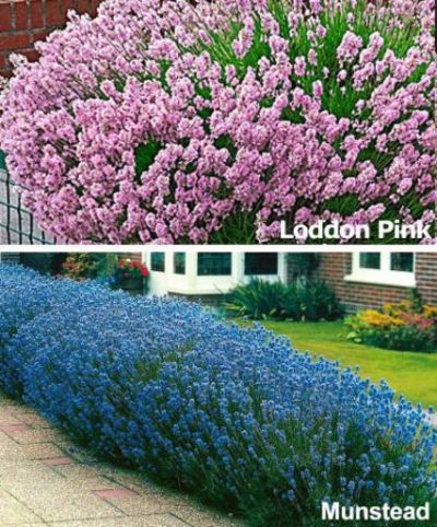 Lavendel 'Munstead' und 'Loddon Pink' von Bakker auf blumen.de