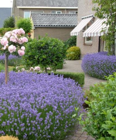 Lavendel 'Munstead' von Bakker auf blumen.de