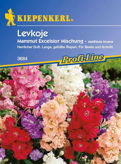 Levkojen Mammut Excelsior von TOM-GARTEN auf blumen.de