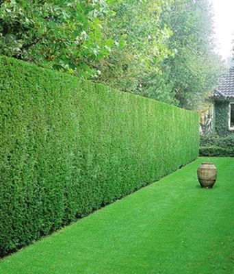 Leyland-Zypressen-Hecke von BALDUR-Garten auf blumen.de