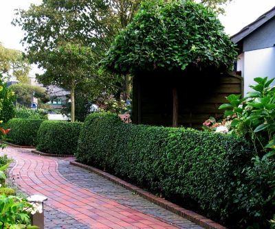 Liguster-Hecke (28 Pflanzen) von GartenXXL auf blumen.de