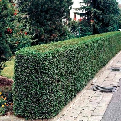 Liguster von Gärtner Pötschke auf blumen.de