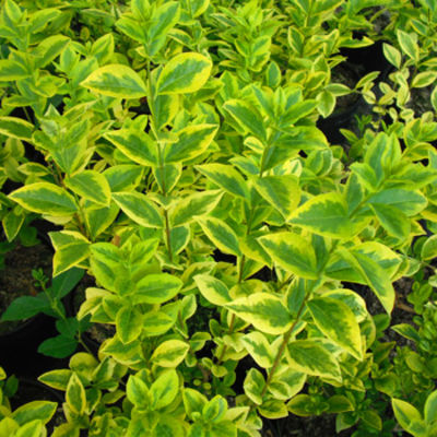 Ligustrum ovalifolium  von Pflanzenwelt Biermann auf blumen.de