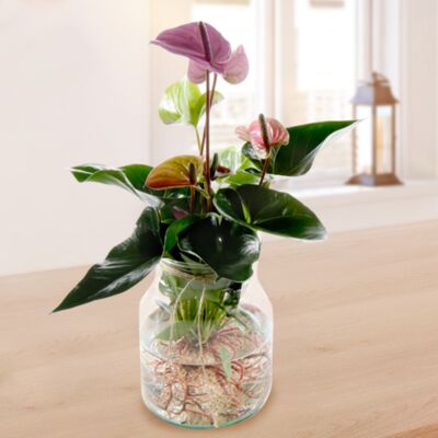 Lila Anthurie  von FloraPrima auf blumen.de