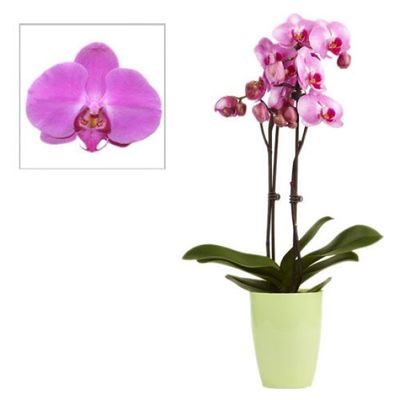 Lila Orchidee von Florito FlowerPost auf blumen.de