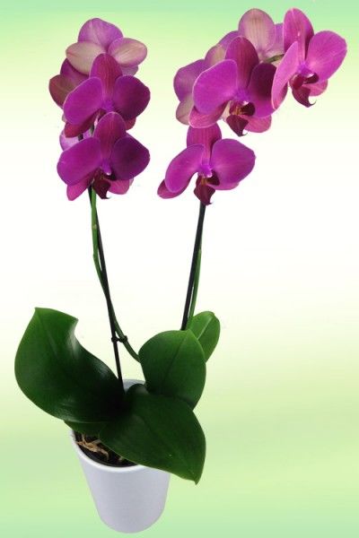 Lila Orchidee von Rosenbote.de auf blumen.de
