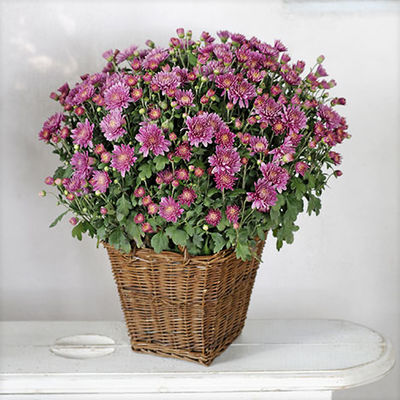 Lilafarbene Chrysantheme von Blume2000.de auf blumen.de