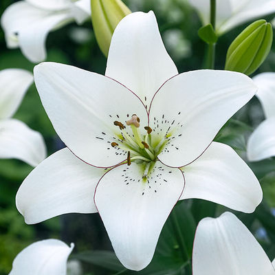 Lilie Eyeliner von Gärtner Pötschke auf blumen.de