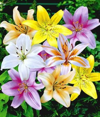 Tilbageholdelse falme kapsel Lilien-Mix ´Pastell Blend´ von BALDUR-Garten auf Blumen.de kaufen