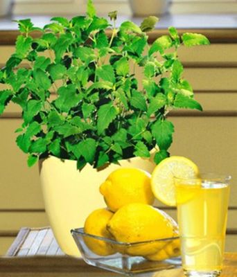 Limonaden-Minze von BALDUR-Garten auf blumen.de