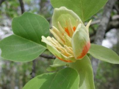 Liriodendron tulipifera - (Tulpenbaum) von GartenXXL auf blumen.de