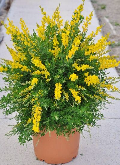 Madeira Ginster - Citisus maderensis von Der Palmenmann auf blumen.de