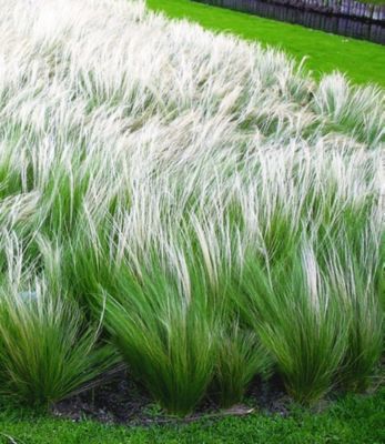 Mädchenhaargras (Stipa) von GartenXXL auf blumen.de