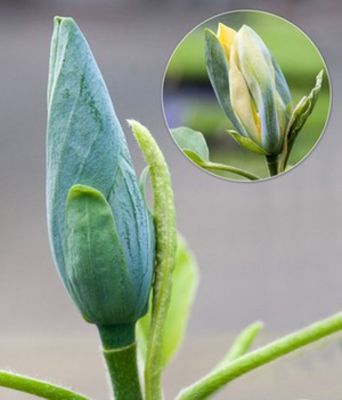 Magnolie ´Blue Opal´ von BALDUR-Garten auf blumen.de