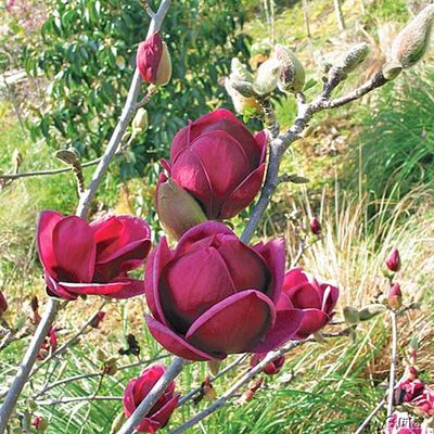 Magnolie ´Genie®´ von Garten Schlüter auf blumen.de