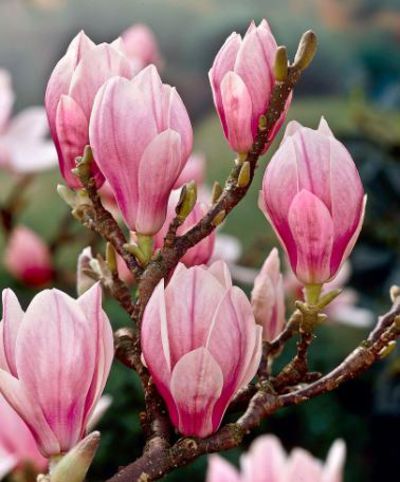 Magnolie (Magnolia x soulangeana) von Bakker auf blumen.de