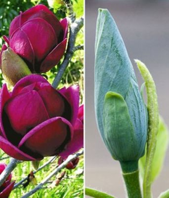 Magnolien-Sortiment von BALDUR-Garten auf blumen.de