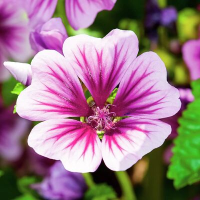 Maharadscha-Malve  von Gärtner Pötschke auf blumen.de