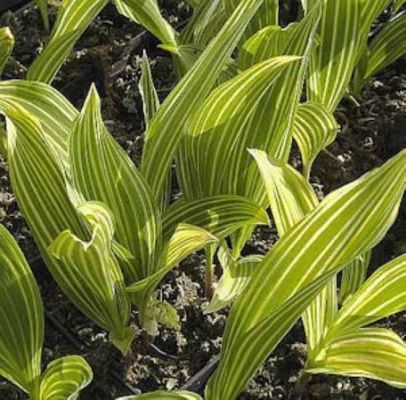 Maiglöckchen Albostriata von Nr-01 Pflanzenversand auf blumen.de