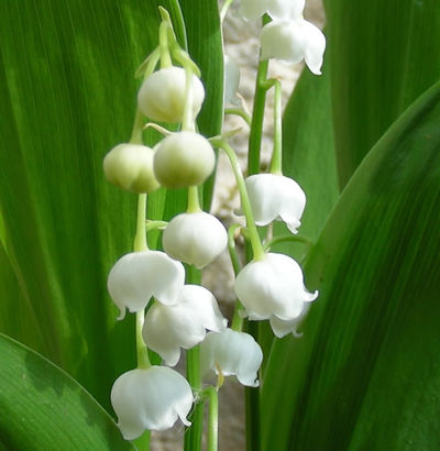 Maiglöckchen  von Blumenzwiebelnversand auf blumen.de