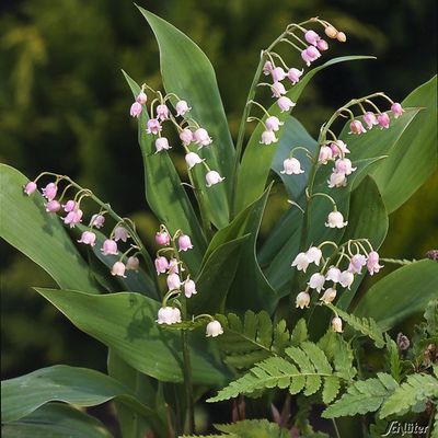Maiglöckchen (rosa)  von Garten Schlüter auf blumen.de