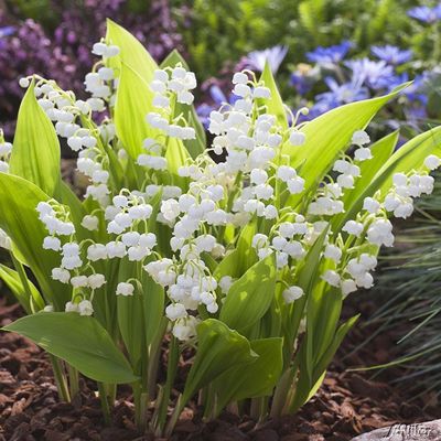 Maiglöckchen (weiß)  von Garten Schlüter auf blumen.de