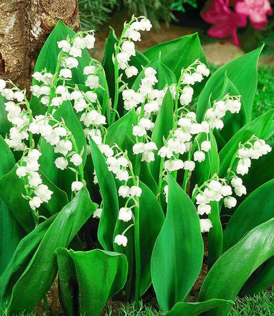 Maiglöckchen von BALDUR-Garten auf blumen.de