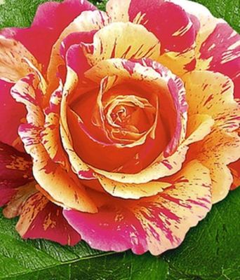 Malerrose®, ´Claude Monet®,´ von BALDUR-Garten auf blumen.de